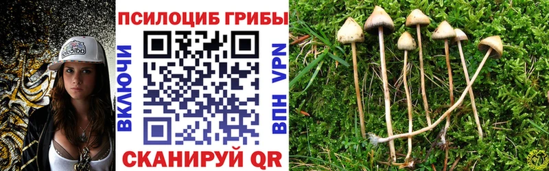 Псилоцибиновые грибы Cubensis  где найти наркотики  Андреаполь 